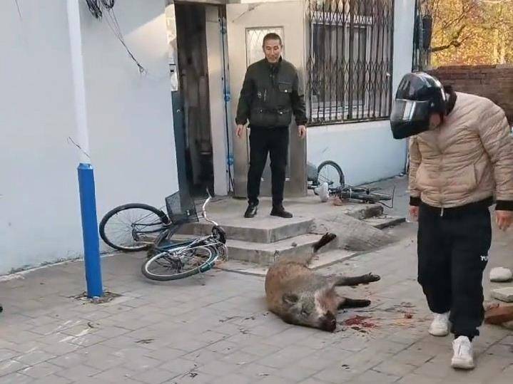 辽宁凤城十余头野猪进城一头被击毙，警方称街面已无它们踪迹，专家：全国野猪致害省份达26个