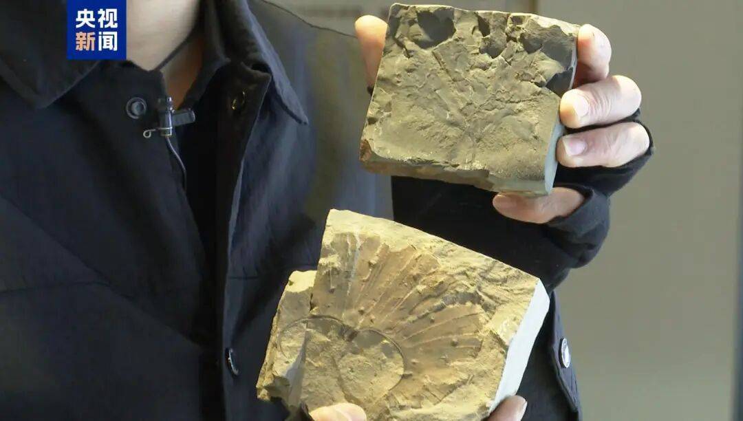 距今约2.8亿年！山西一地新发现