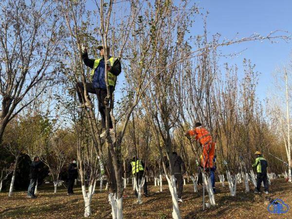 天津举办园林技能比武大赛 150余名一线园林修剪工匠同台竞技 