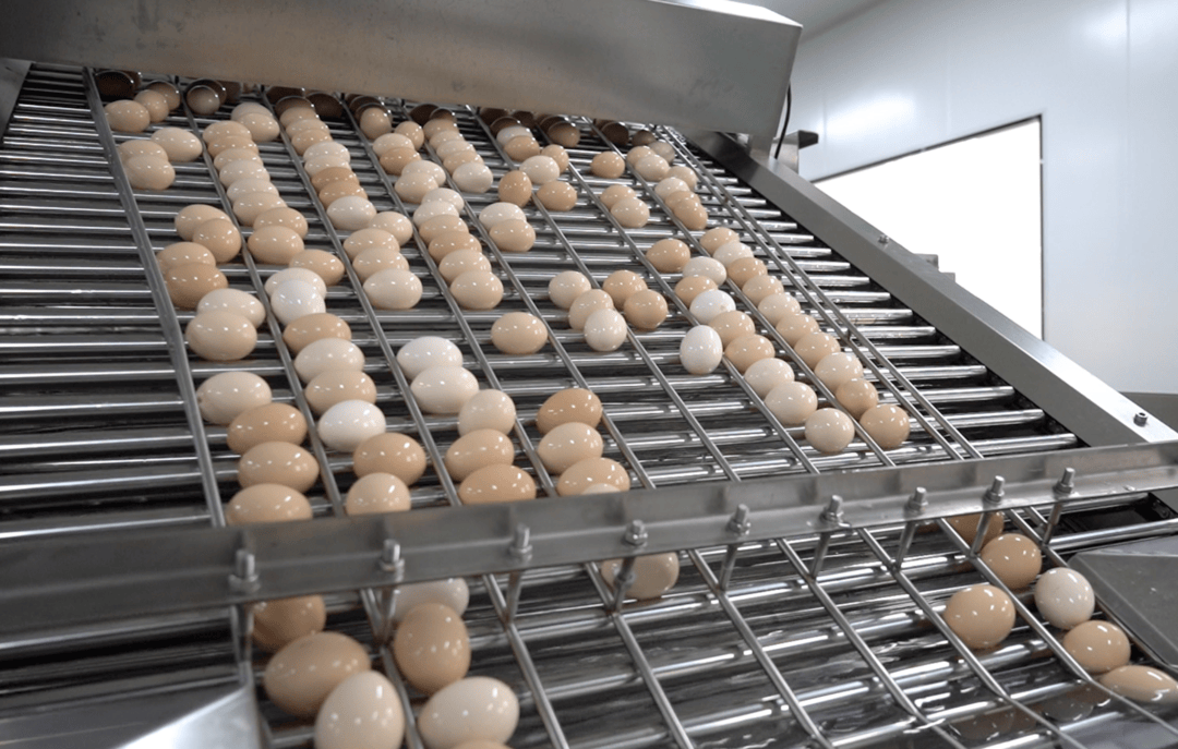 巨野年产4亿公斤鲜蛋背后：265万吨粪污的闭环解法