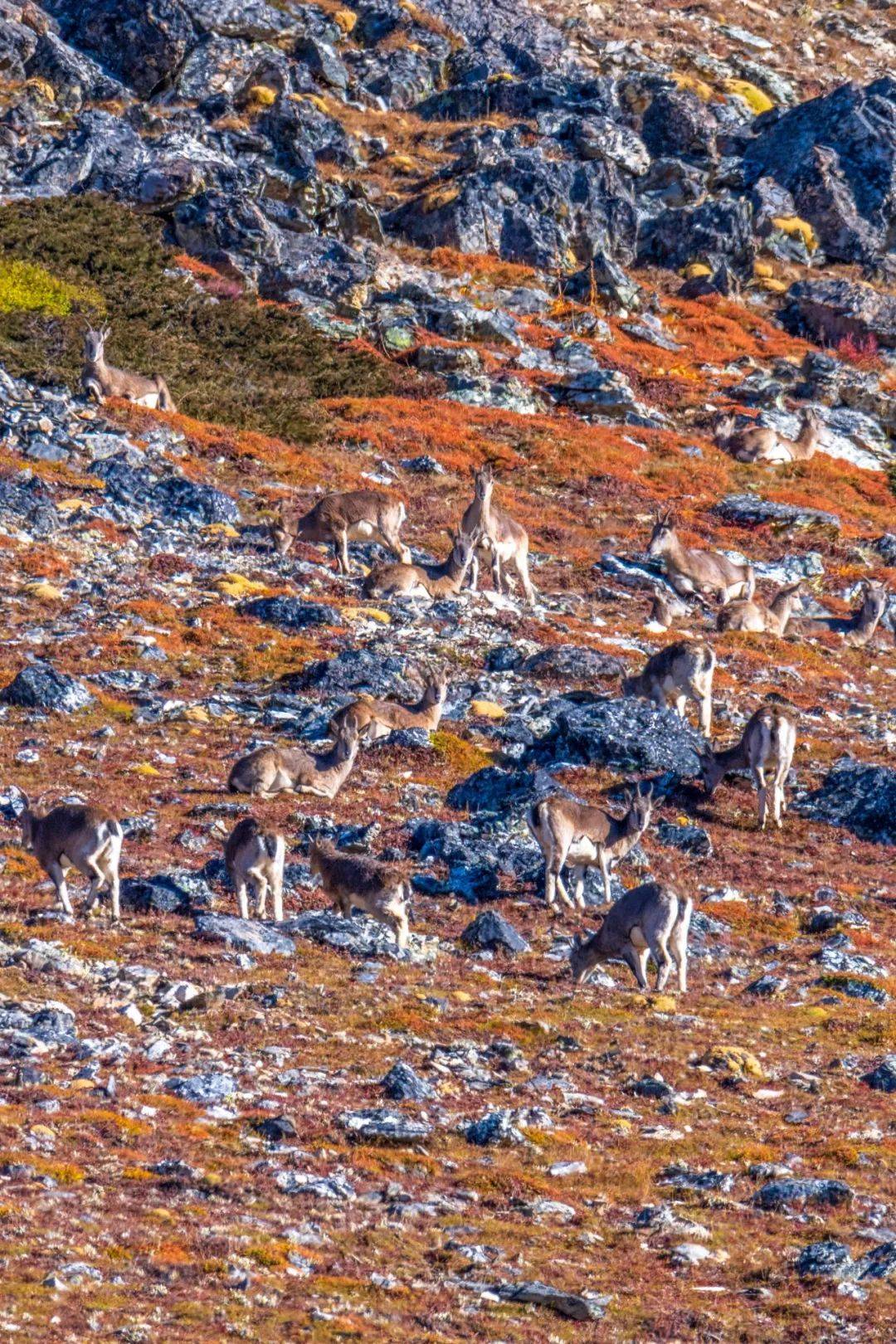 图片[7]-一天体验春夏秋冬，中国最“卷”的地方在哪里？ -华闻时空