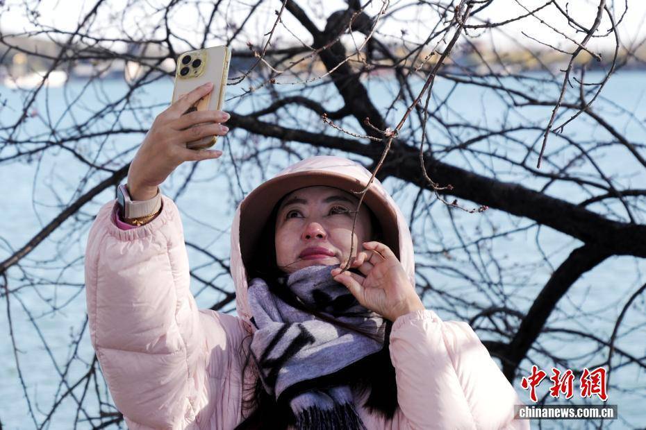 北京颐和园现“春花冬开”景象 北京颐和园现“春花冬开”景象