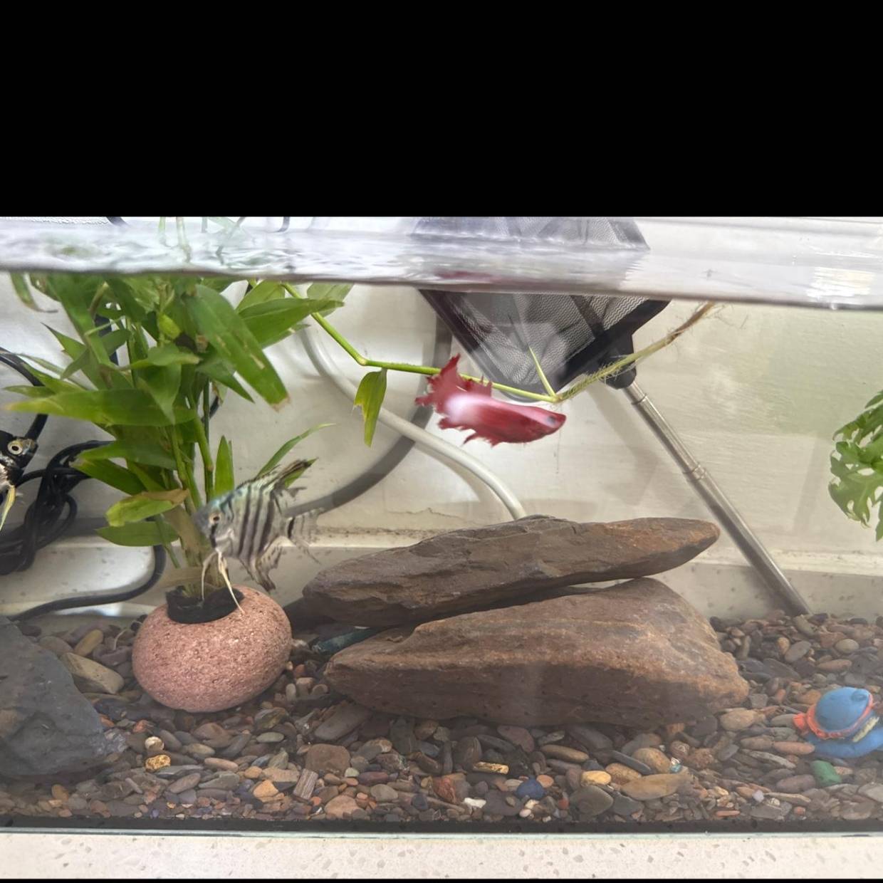 AC米兰直播在线免费观看全程流畅享受足球盛宴