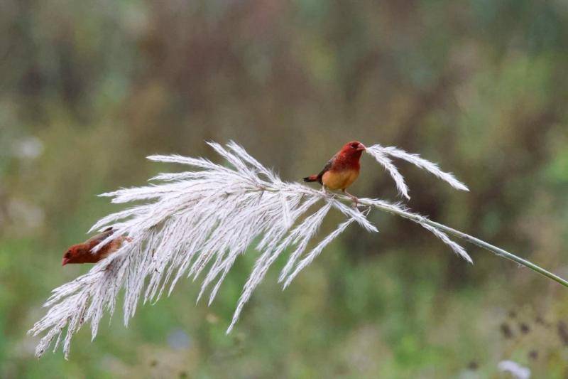 观鸟，不只是观鸟：云南绿水青山间的“新翅膀”