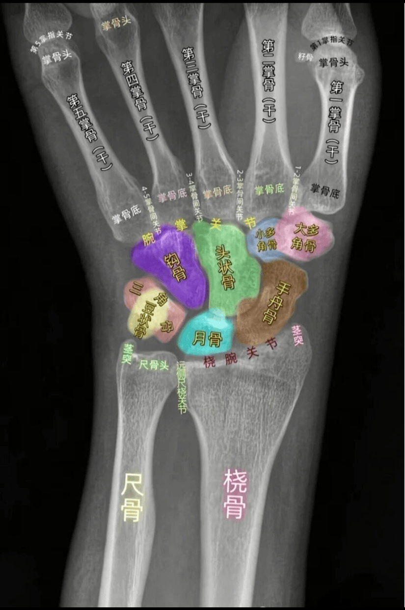 收藏!腕关节高清解剖