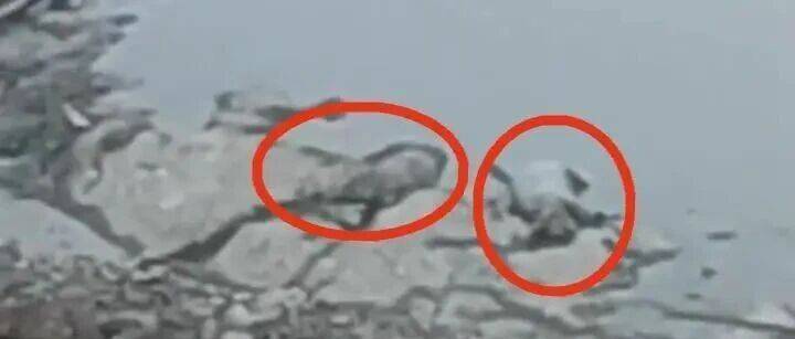 云南一地河段漂浮多头死猪!当地:有人悄悄将病死猪扔到江中,已打捞进行无害化处理_巨甸镇_香格里拉_视频