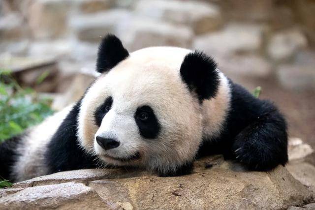 访华结束前,马克龙把熊猫弄到手了