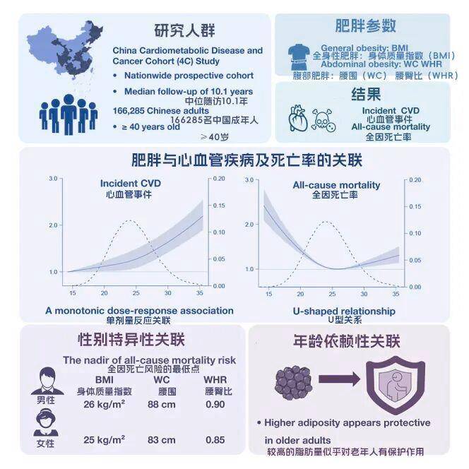 别再为中年发福焦虑!研究发现:最新研究发现:40岁后微胖才是长寿"黄金体重":有助于维持生理功能 抵御疾病人到中年,不要过度减肥了(图2)