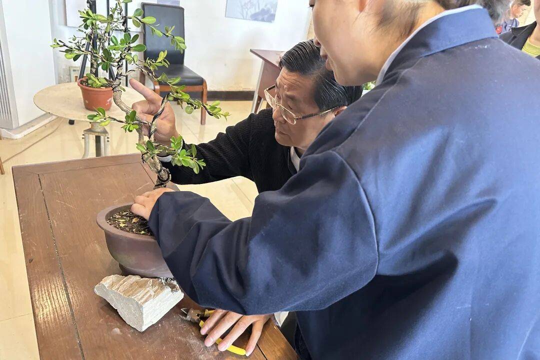 扬派盆景双杰载誉,匠心传承再启新程
