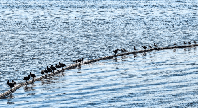 大批越冬候鸟飞抵贵州草海
