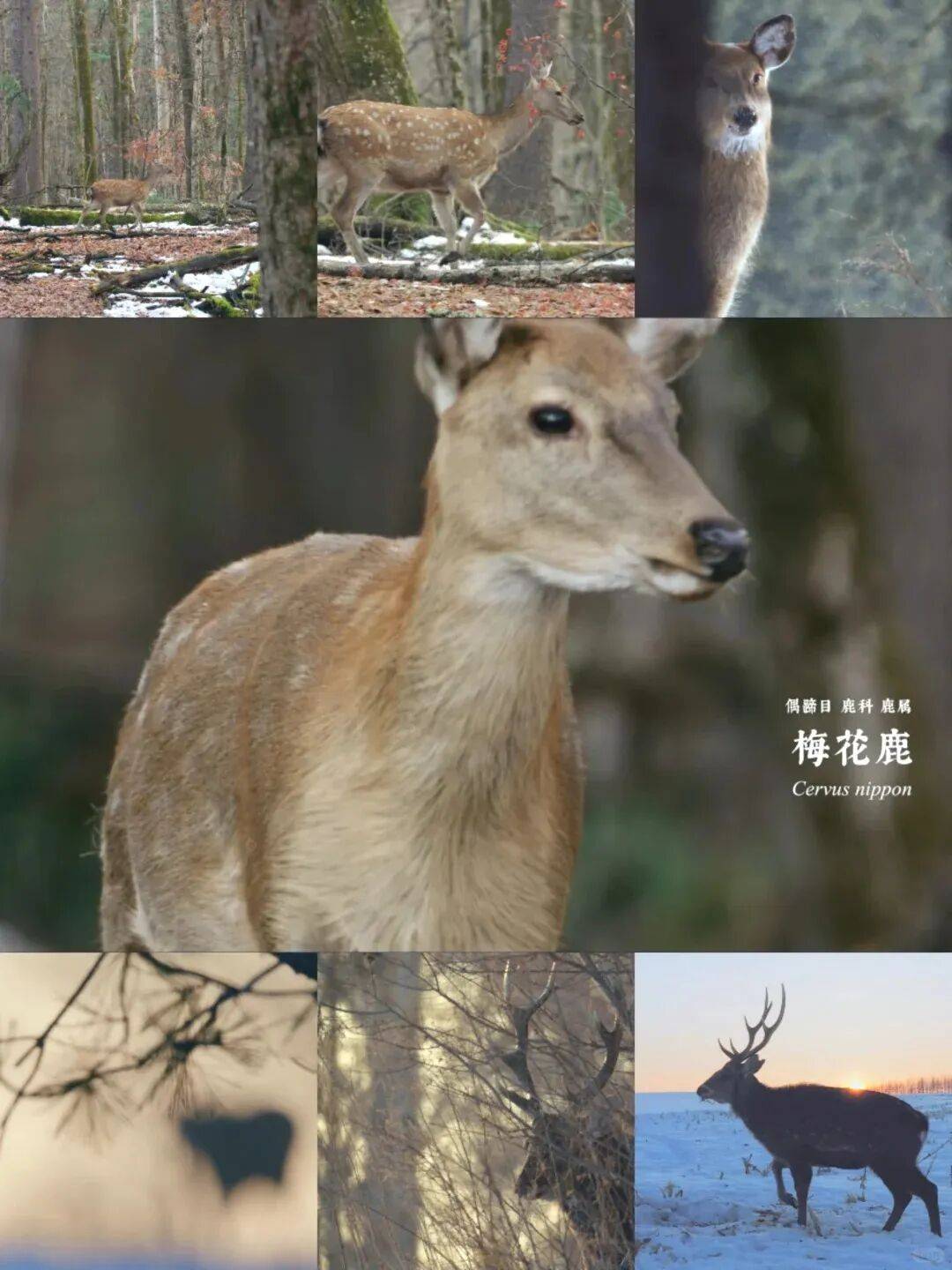 寒假国家公园系列【东北长白山】