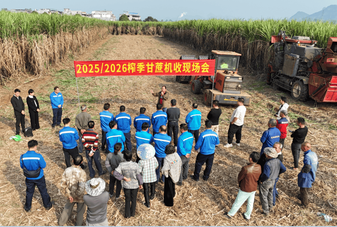 江州区驮卢镇召开甘蔗机收现场会 助力"甜蜜事业"提质增效