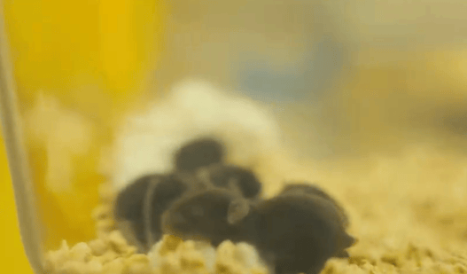 “太空小鼠”返回地面后孕育6只宝宝，它们有着更强保护欲