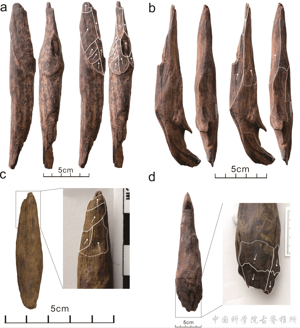 “我们从哪里来”？有了新答案！