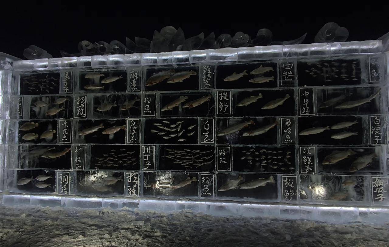 黑龙江三江口景区现3米高“冰封鱼墙”,中华鲟等20余种江鱼成“冰琥珀”,去年这些鱼展后还被竞拍