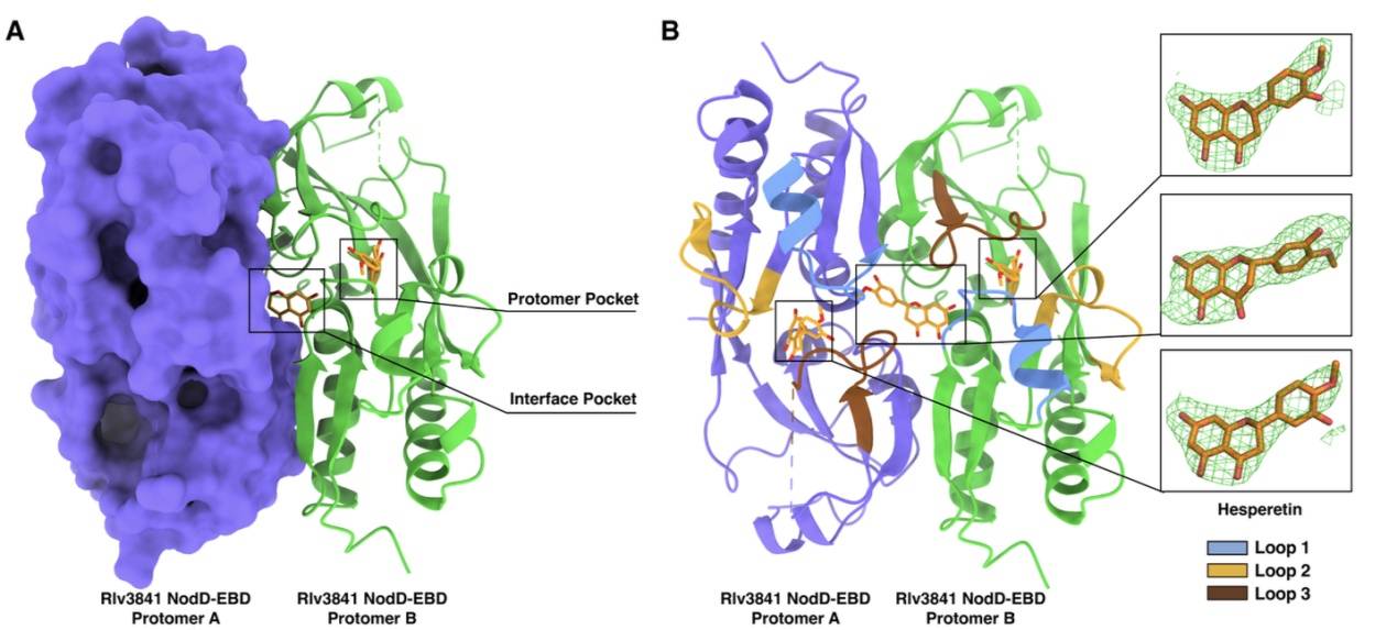 科学家破解豆科植物与根瘤菌的共生密码
