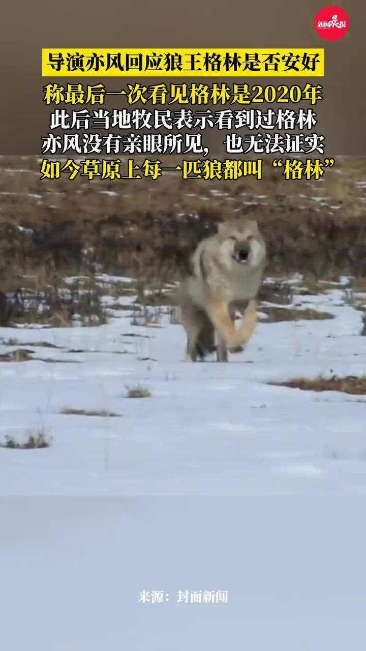 #导演亦风回应狼王格林是否安好,“最后一次看见格林是2020年,如今草原上每一匹狼都叫‘格林‘” #狼王格林 #纪录片 #李微漪 #亦风