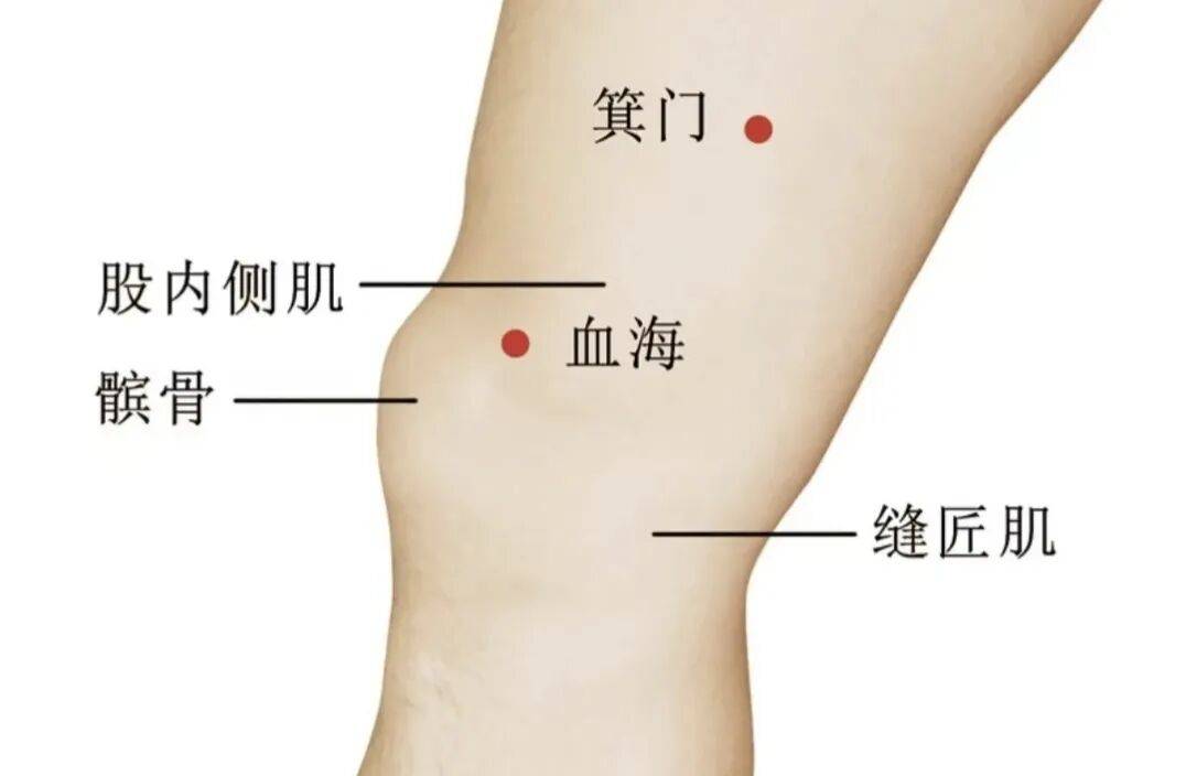 【每周一穴】血海穴——养血调经养肤要穴_穴位_气血_血液