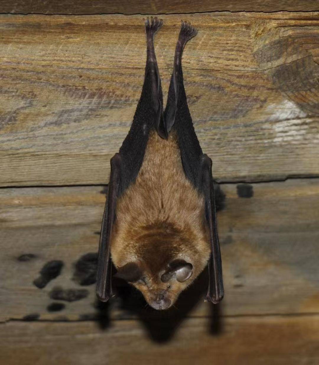 印度已暴发10多次尼帕病毒,致死率约有70%-华闻时空