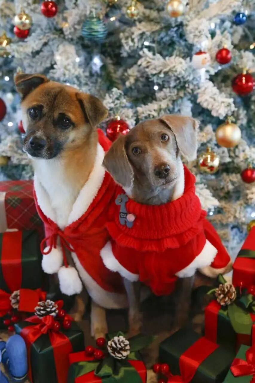 图片[9]-不生孩子的韩国年轻人，花几千元送狗上学？-华闻时空