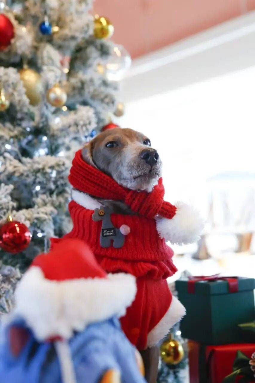 图片[8]-不生孩子的韩国年轻人，花几千元送狗上学？-华闻时空