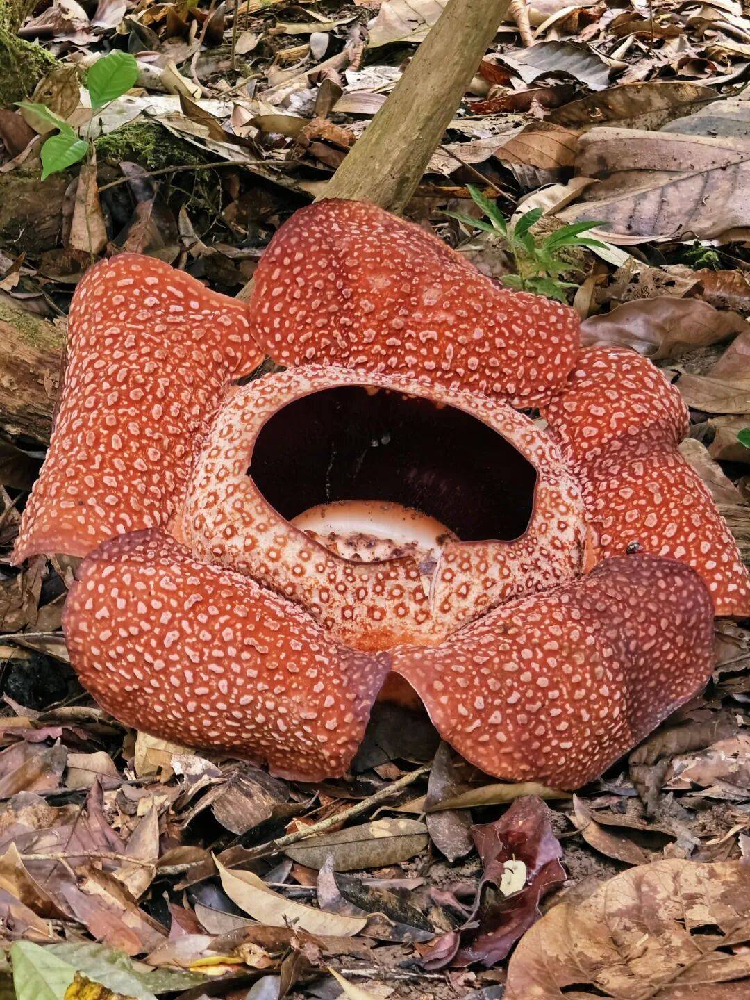 图片[2]-人均旅行焦虑的时代，我们为什么还要出发？-华闻时空