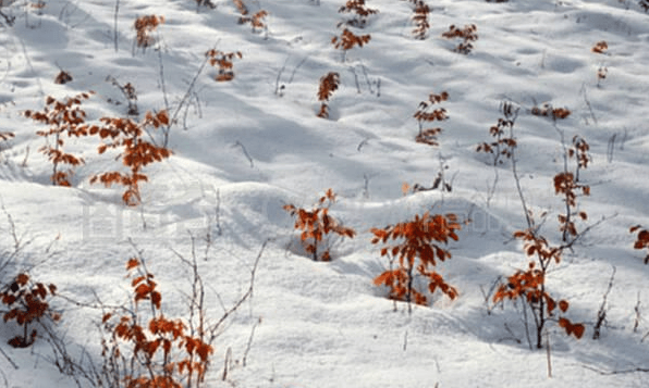 抗衰老在行动：冬季风湿病的预防与治疗!