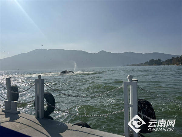 连续8年保持Ⅳ类！2025年滇池全湖水质为1993年来最好