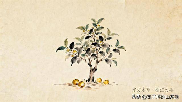 瓦子坪山茶油知识分享：心血管、肠胃、皮肤等方向的现代研究