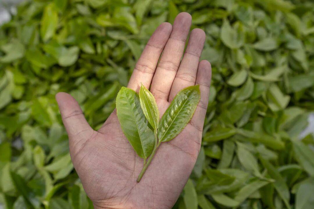 图片[4]-穿腻黑色羽绒服的打工人，都买票去这避寒了 -华闻时空