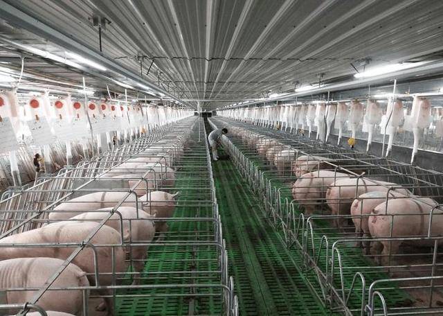 14亿中国人，每年吃掉7亿头猪，中国养猪业正进入“工业化”时代_养殖_企业_生猪