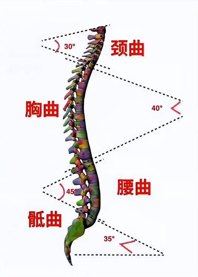 弃套路求真功：传统拳实战核心 —— 单式盘练、撑筋拔骨、筋骨发劲_关节_脊柱_内脏