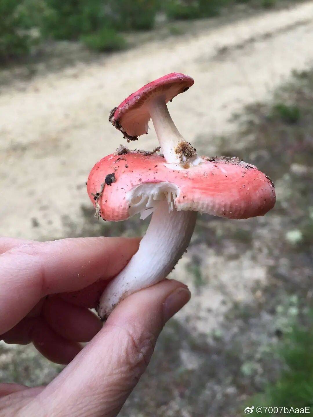 当蘑菇开始搞艺术真菌学家都沉默了