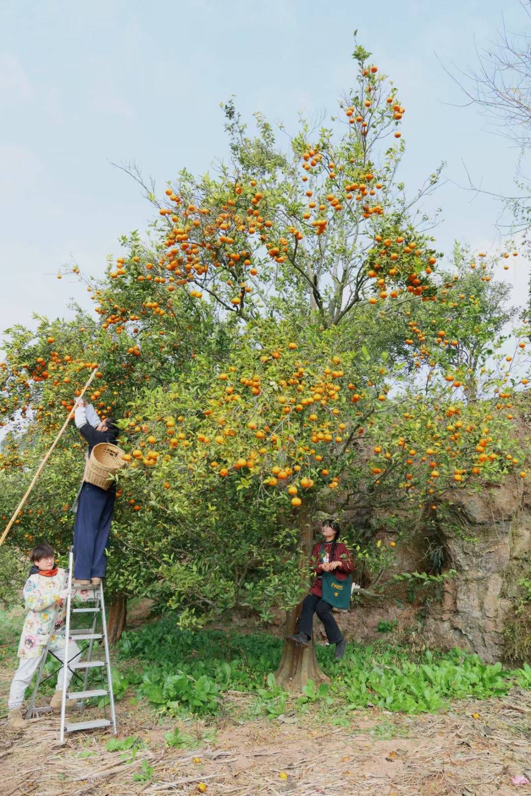 一个年轻人放弃铁饭碗回农村盖房种地：村民很热情说一句能聊十句