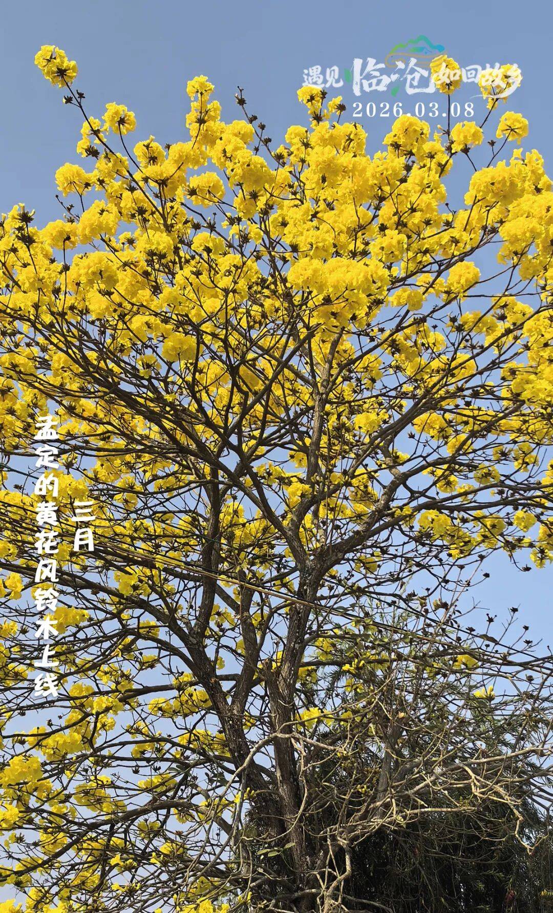 每日一景丨三月孟定的黄花风铃木上线