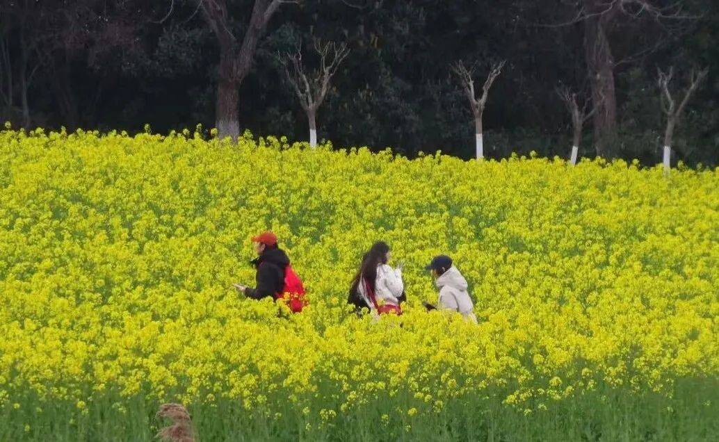 合肥三月花讯 | 经开区南艳湖畔,赴一场金色花海之约_油菜花_公园_湖水