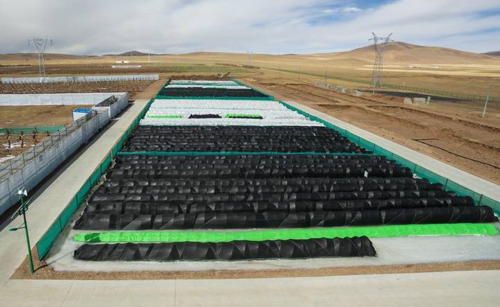 中国人种树到底有多厉害？ 图10