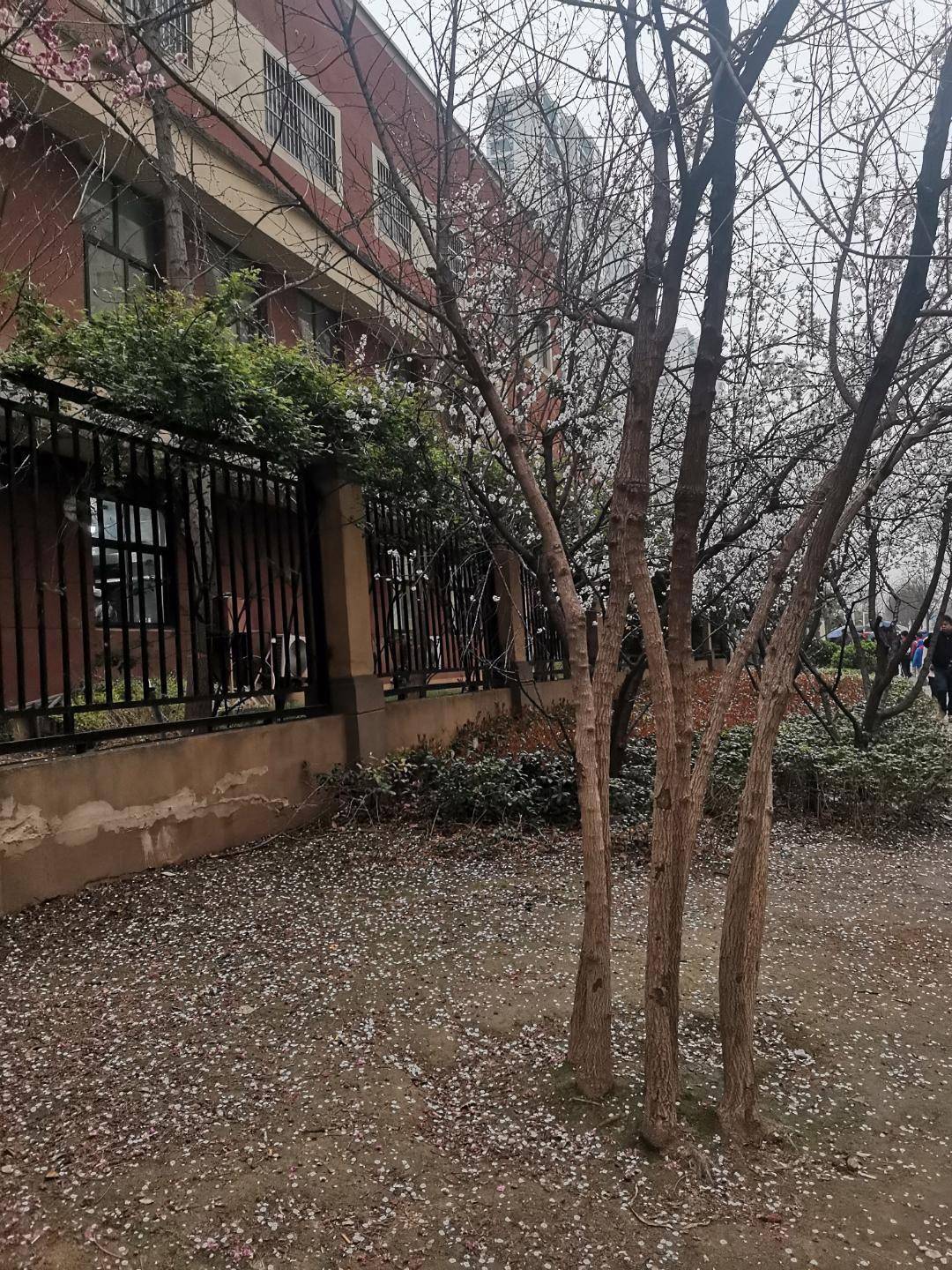 春日亲子季早晨送孩子上学孩子看着满地落花和蒙蒙细雨说妈妈这