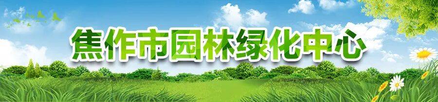 城市绿化常用苗木品种