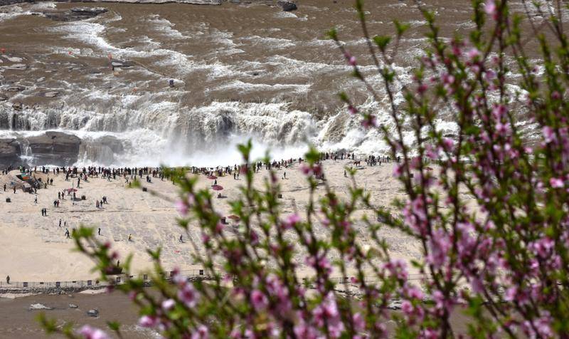 黄河全线开河 壶口瀑布迎来“桃花汛”春日奇景