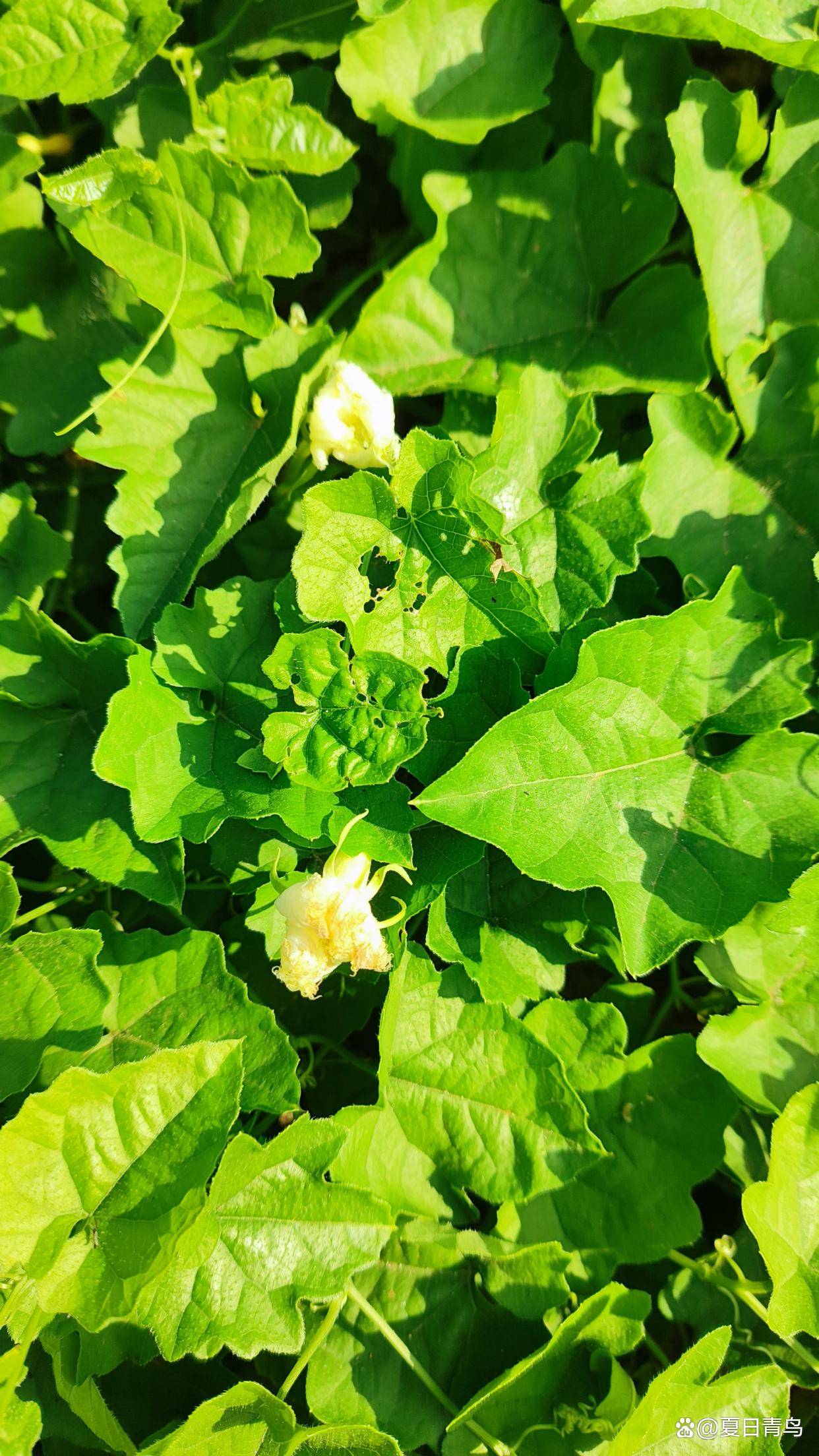花花世界之：栝楼_植物学_种子_果实
