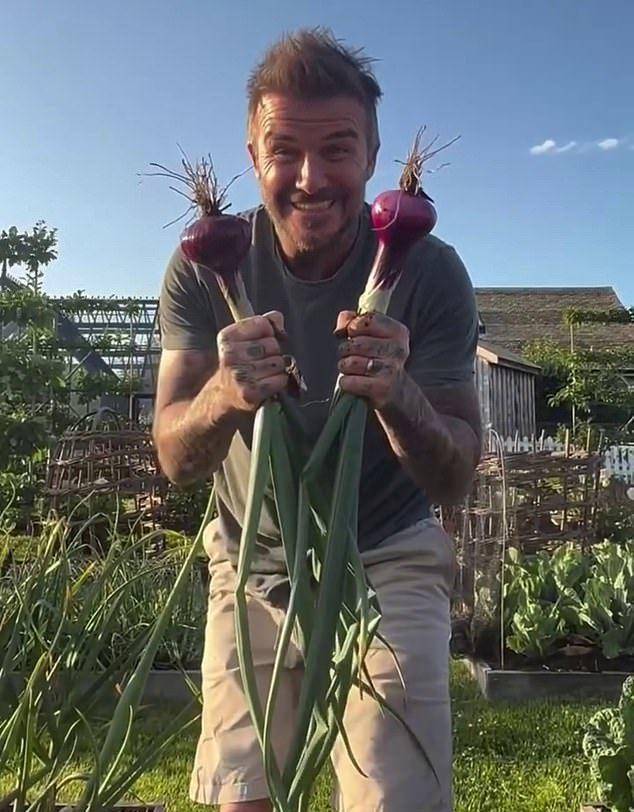 贝克汉姆即将亮相切尔西,不是要复出,而是在花展揭幕自己的花园