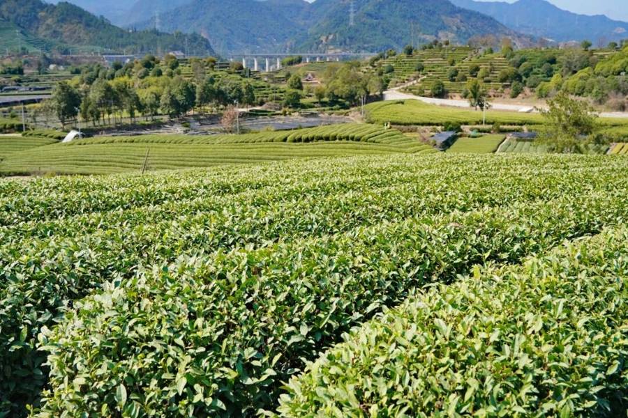 “中国绿茶集散地”茶经济观察③ ｜一片叶子的“诗和远方”_平田村_高腔_书法