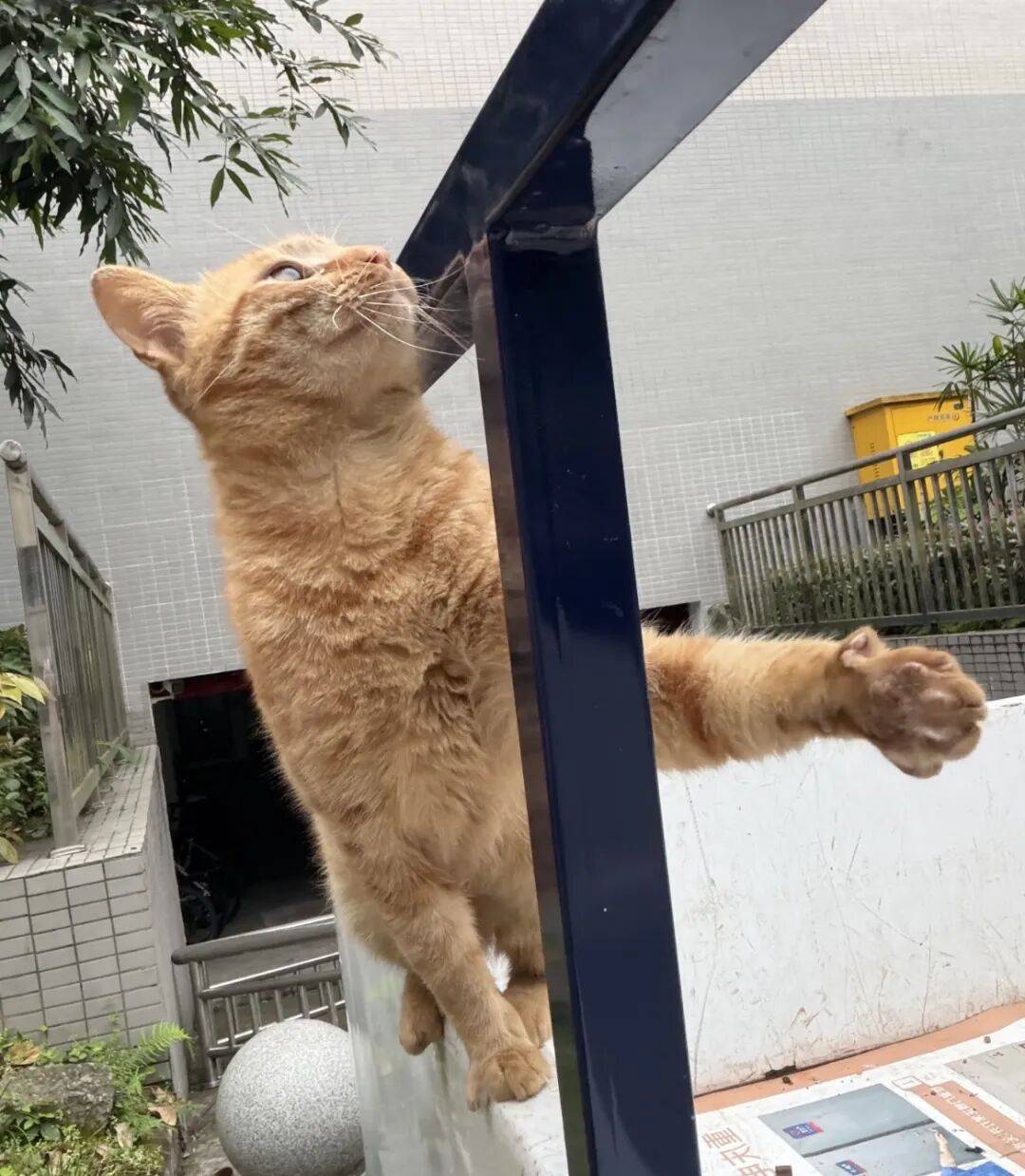 一只自律到可怕的猫栏杆都被它扒出肌肉了