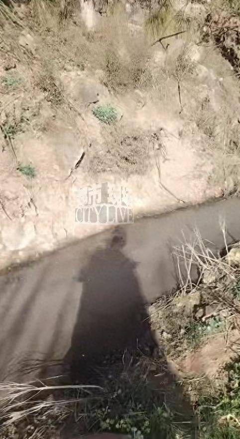 金堂县养猪场长期直排被指严重污染当地环境