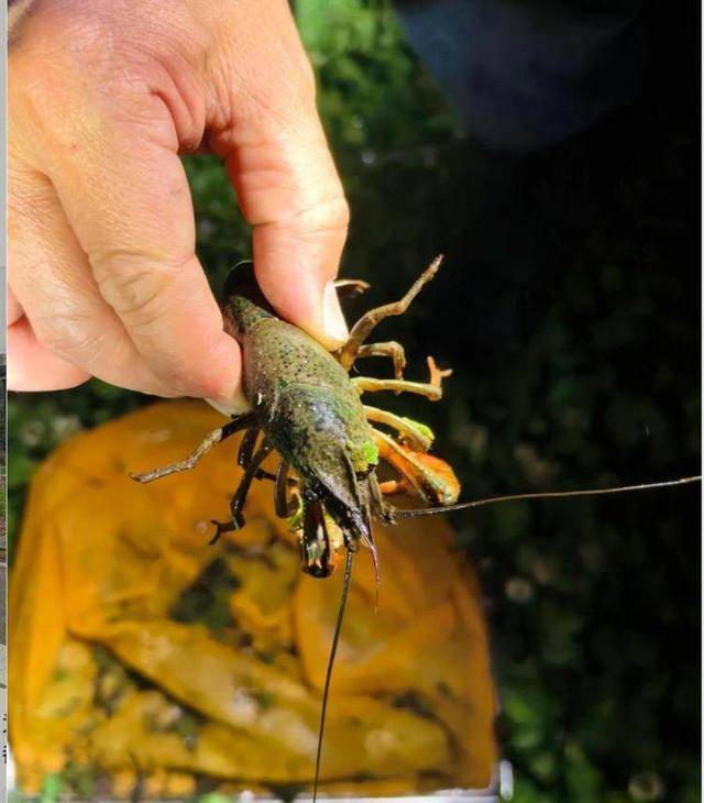 大理洱海边深夜“摸小龙虾”走红网络，管理局回应