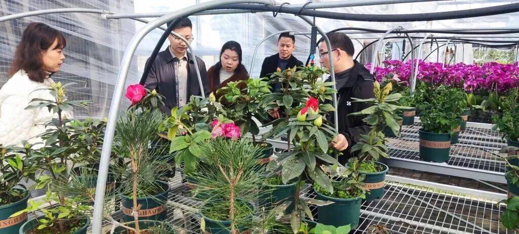 花卉苗木大全图片