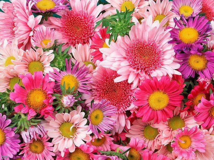 一季花开,一程春暖