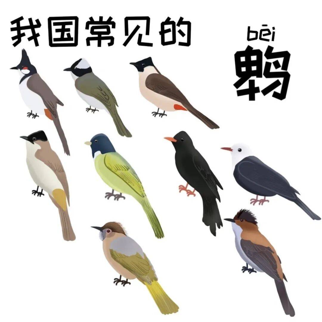 你每天听见的鸟,其实没那么简单|中国鹎鸟全梳理(附我的50%进度)~_白头鹎_叫声_城市