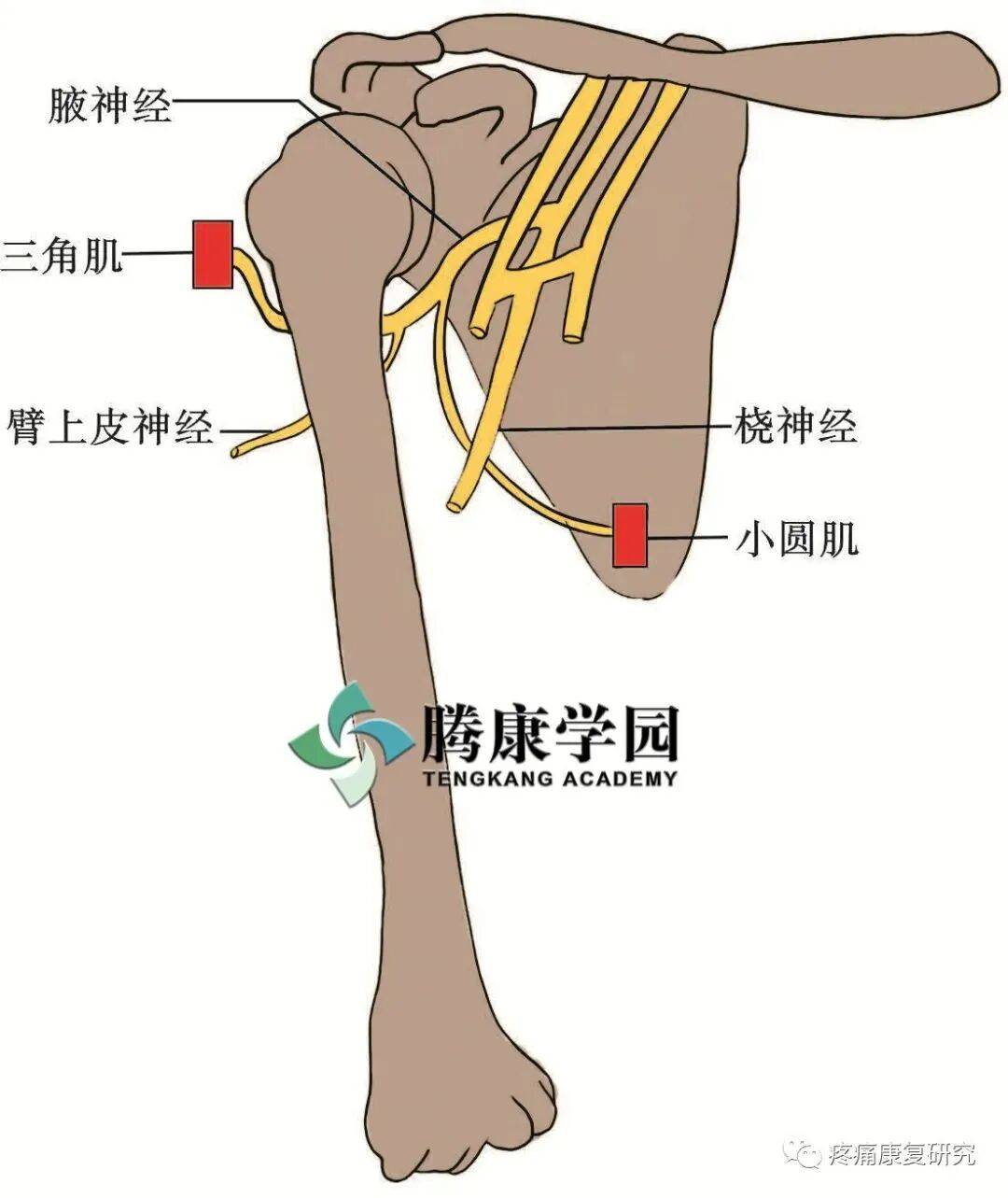 【盘点】肩部 7 条关键神经:解剖、走行、卡压与治疗定点_肩胛_活动_深部